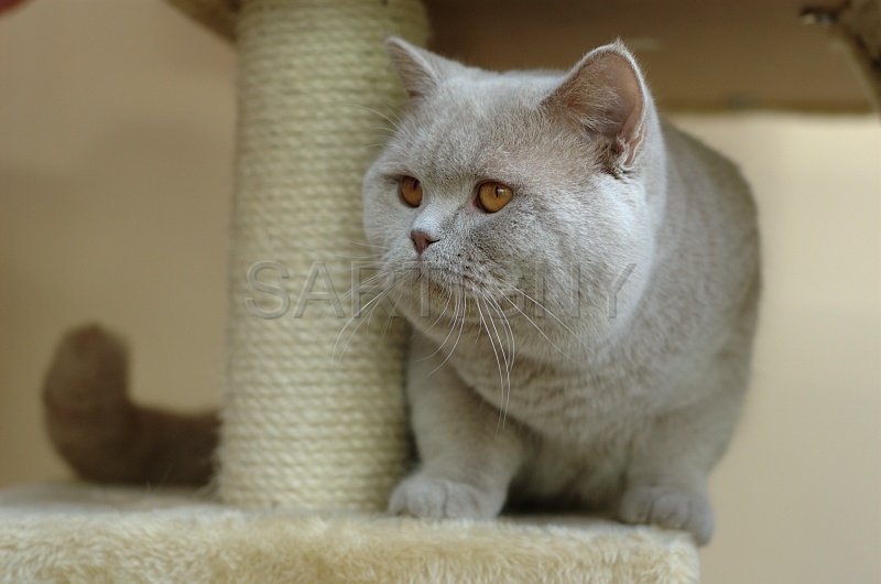 BRITISH SHORTHAIR 025.jpg
